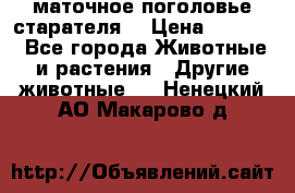 маточное поголовье старателя  › Цена ­ 2 300 - Все города Животные и растения » Другие животные   . Ненецкий АО,Макарово д.